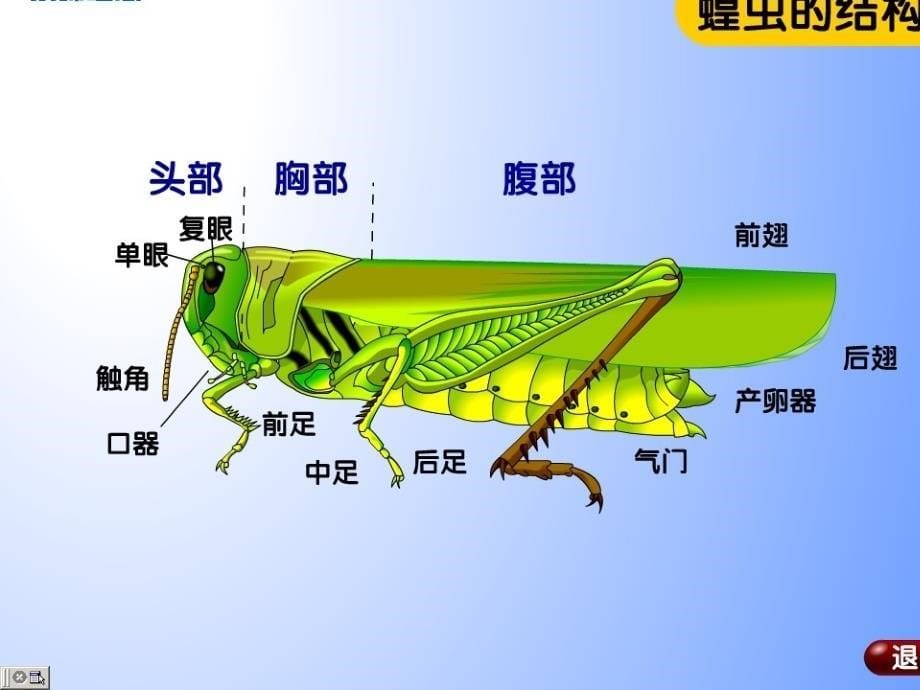 园艺昆虫学（昆虫学通论）：第一章 昆虫学通论_第5页