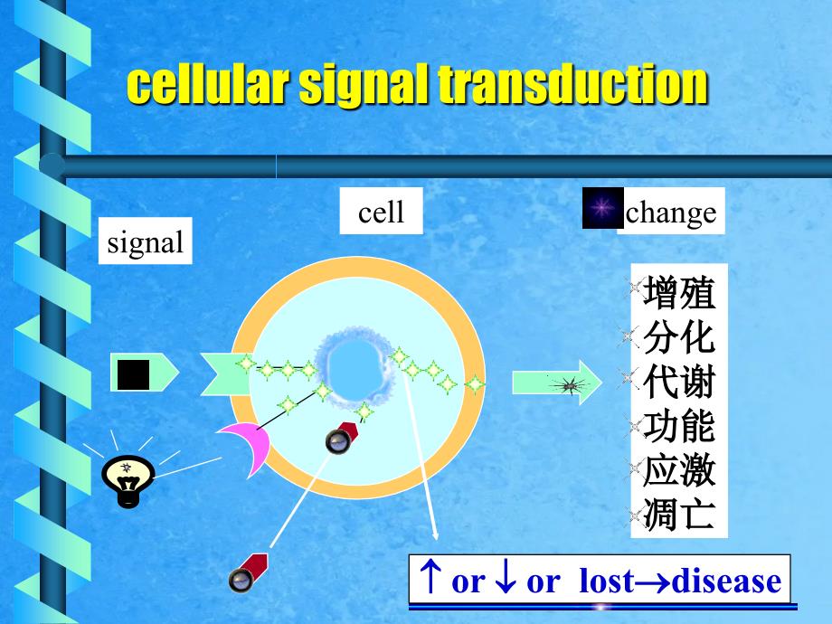 细胞信号转导ppt课件_第4页