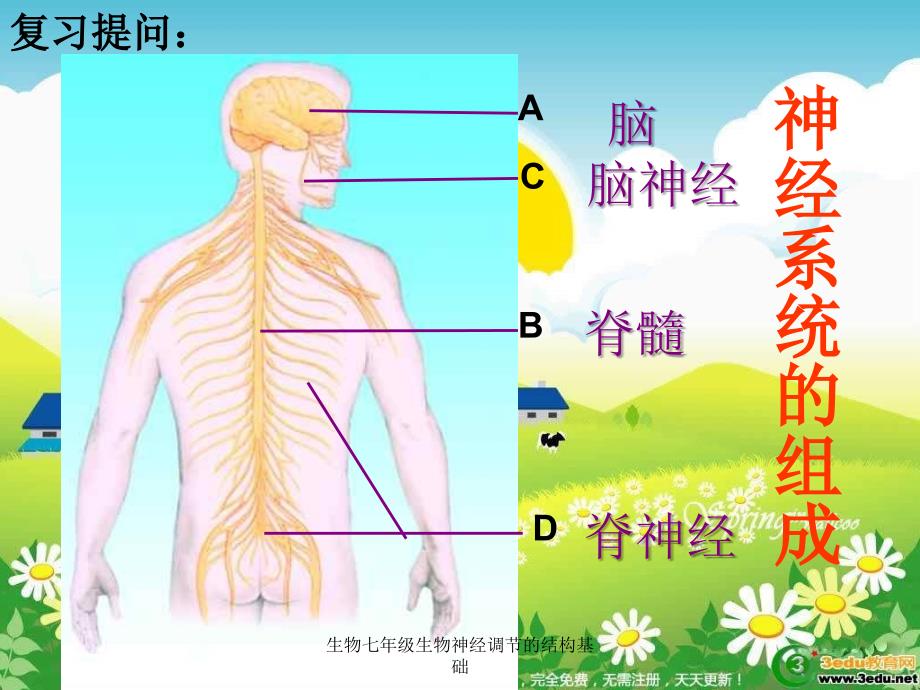 生物七年级生物神经调节的结构基础课件_第2页