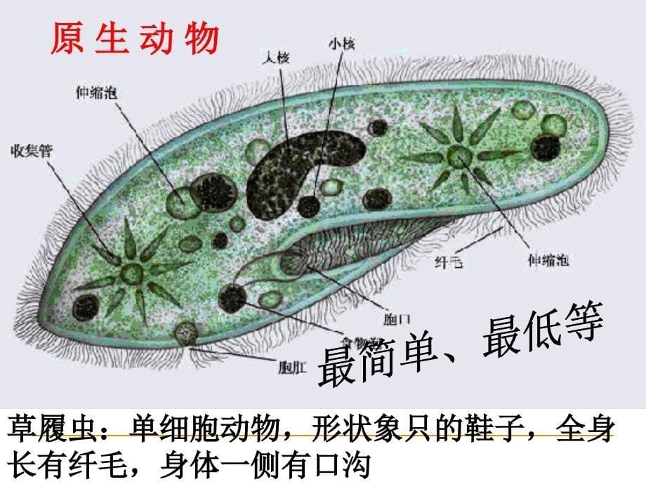 动物的主要类群(第二课时)复习过程_第5页