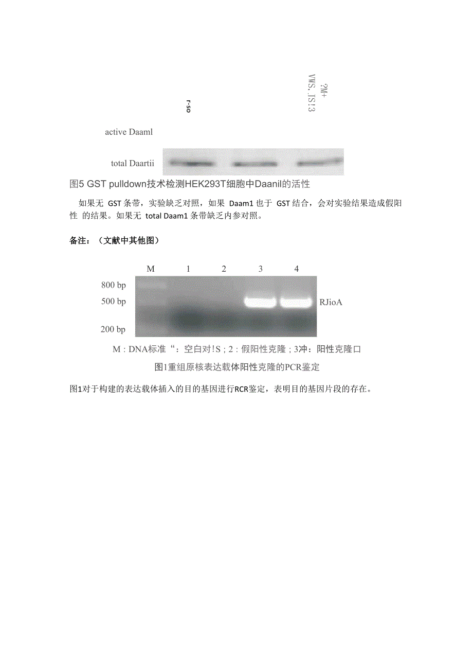 生化复习资料：酵母单杂交技术_第3页