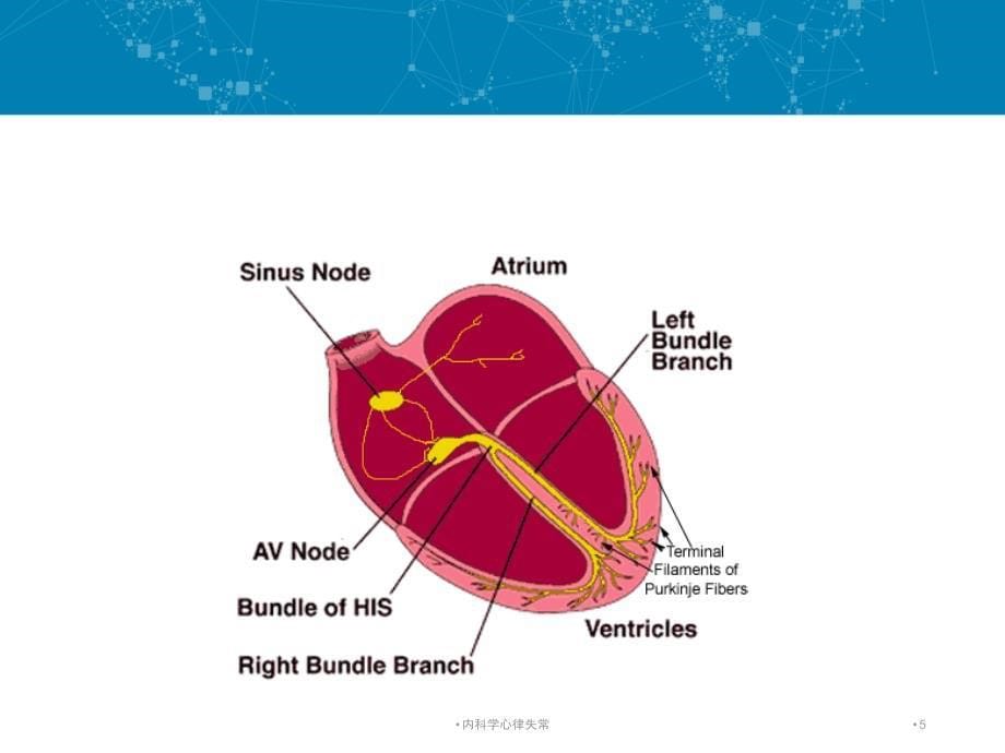 内科学心律失常课件_第5页
