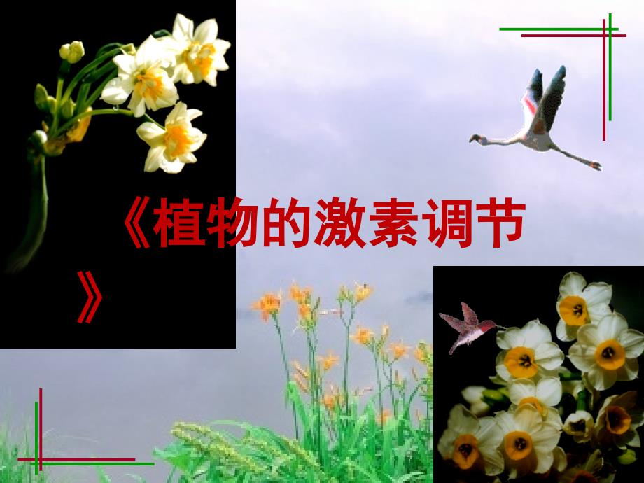 植物的激素调节复习PPT精选文档_第1页