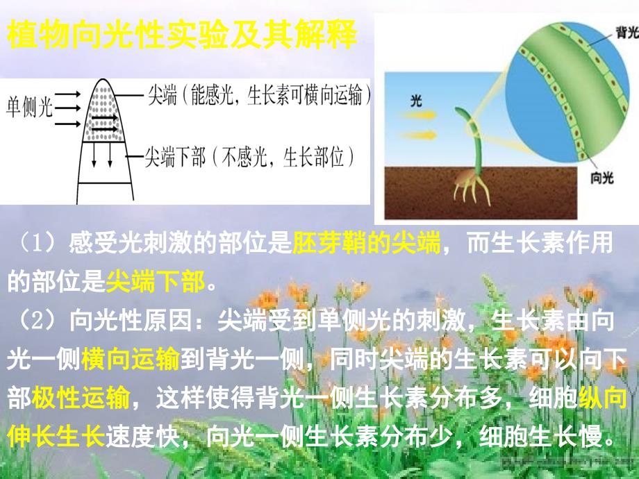 植物的激素调节复习PPT精选文档_第2页