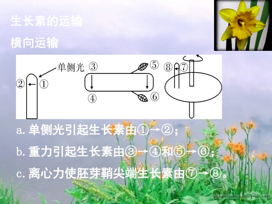 植物的激素调节复习PPT精选文档_第3页