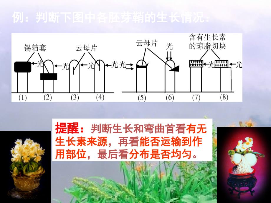 植物的激素调节复习PPT精选文档_第4页