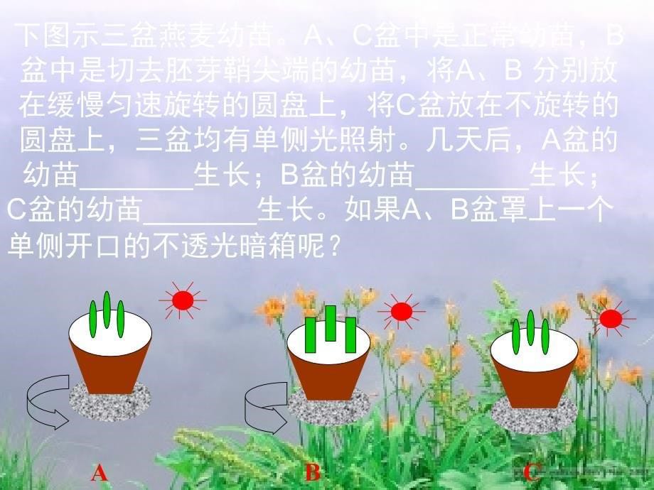 植物的激素调节复习PPT精选文档_第5页