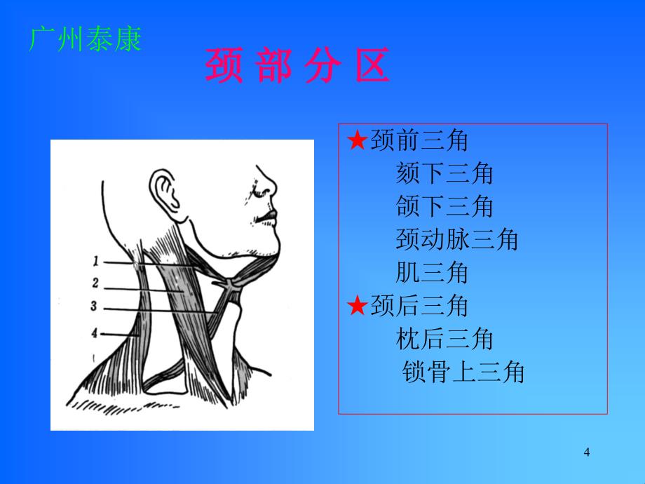 颈部解剖 - 广药附一院耳鼻咽喉-头颈外科教学网_第4页