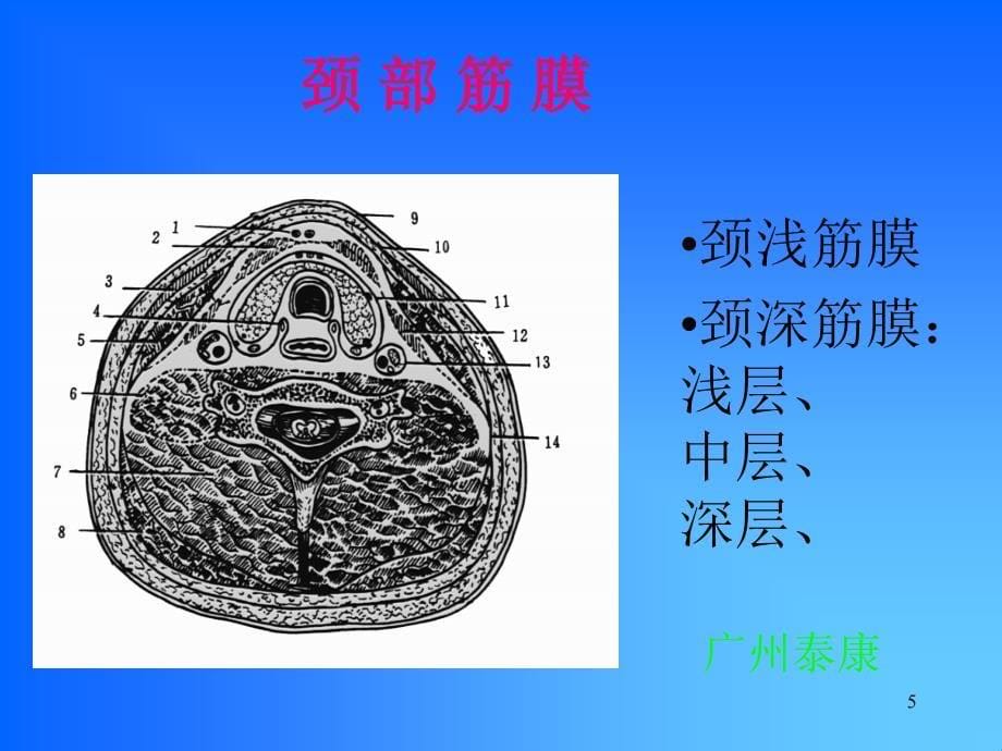 颈部解剖 - 广药附一院耳鼻咽喉-头颈外科教学网_第5页