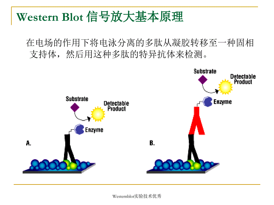 Westernblot实验技术课件_第4页