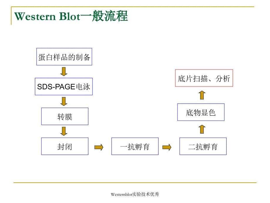 Westernblot实验技术课件_第5页