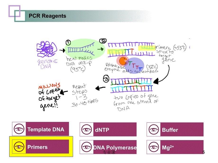 PCR技术及其应用【技术专攻】_第5页