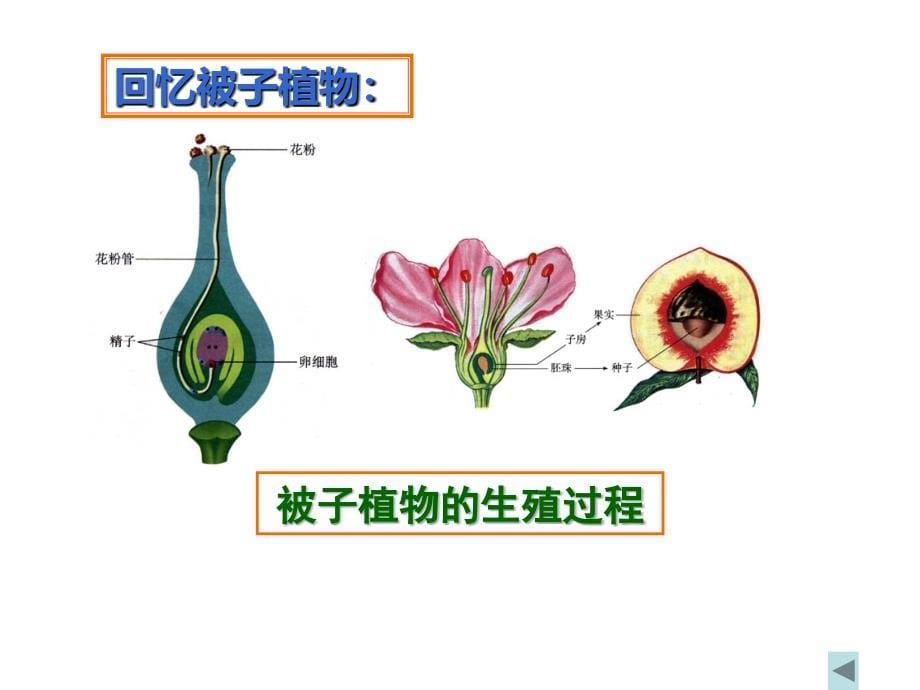 人的生殖修改_第5页