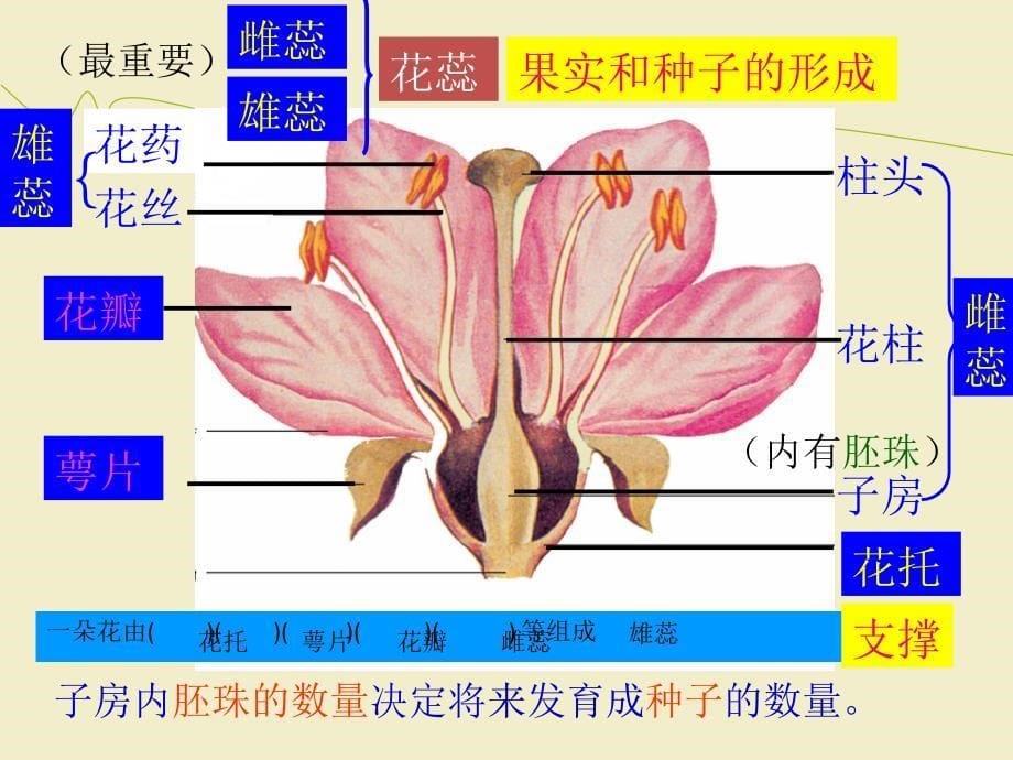 绿色开花植物的一生(复习)_第5页