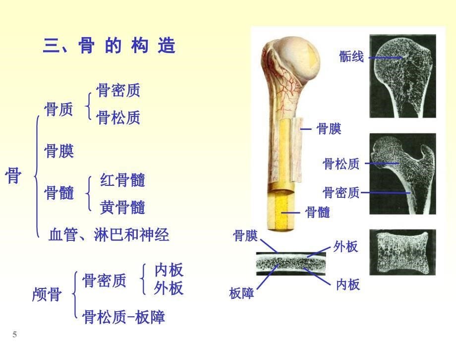 人体解剖实验精选文档_第5页