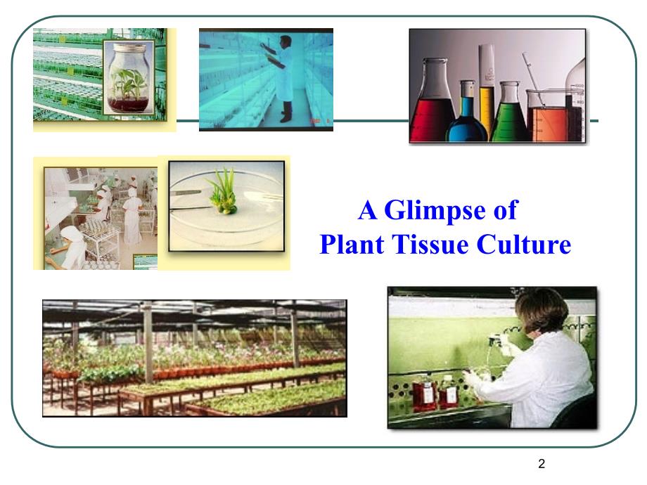 植物组织培养技术11_第2页