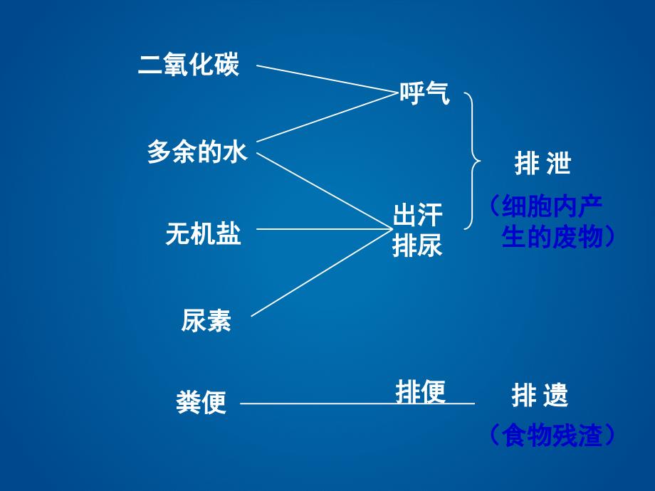 尿液的形成和排出PPT课件_第4页