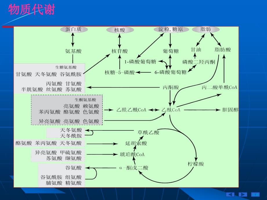 第04章糖代谢NEW10_第2页