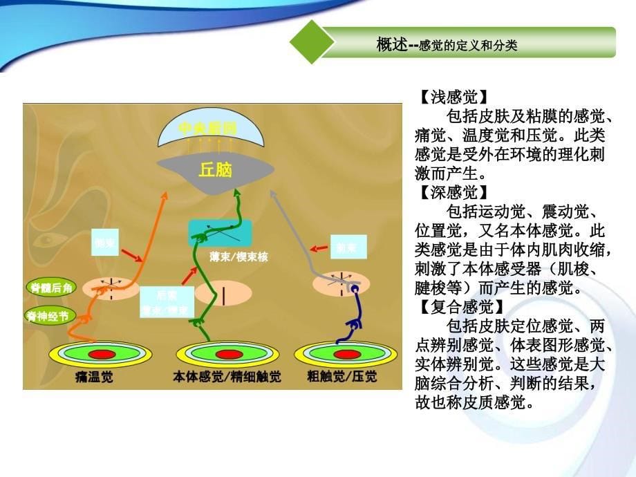 康复功能评定学（第2版）：第7章 感觉功能评定_第5页