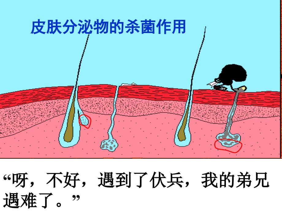 上海版八年级上册生物人体的免疫功能课件_第3页