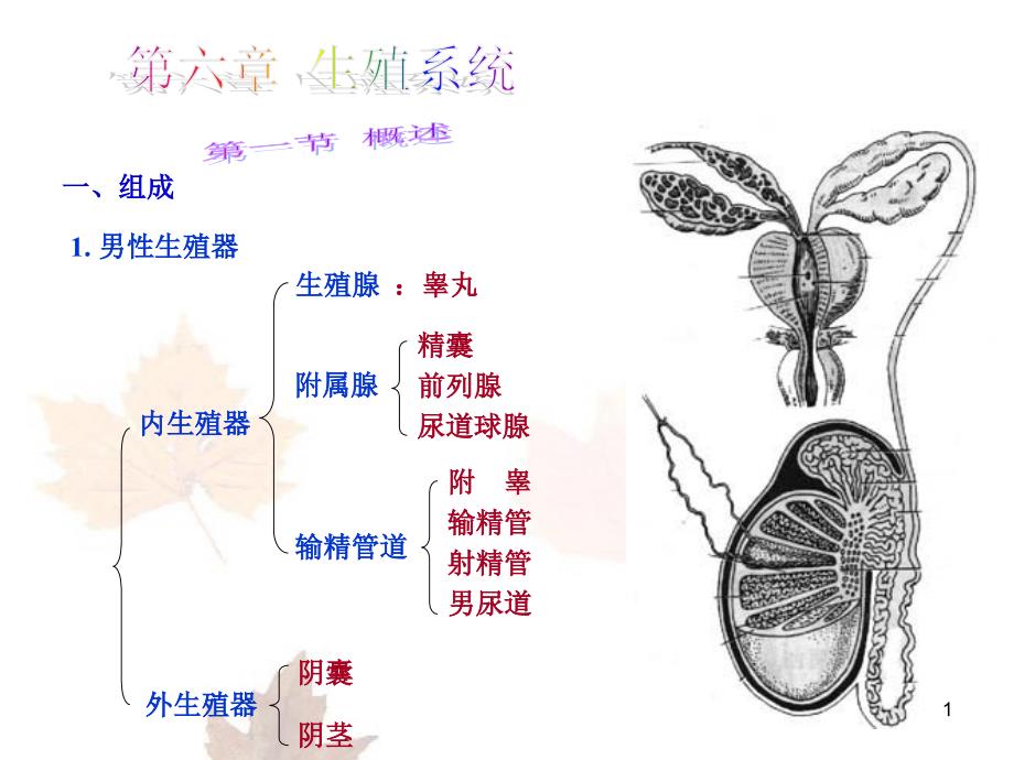 生殖系统资料PPT课件_第1页