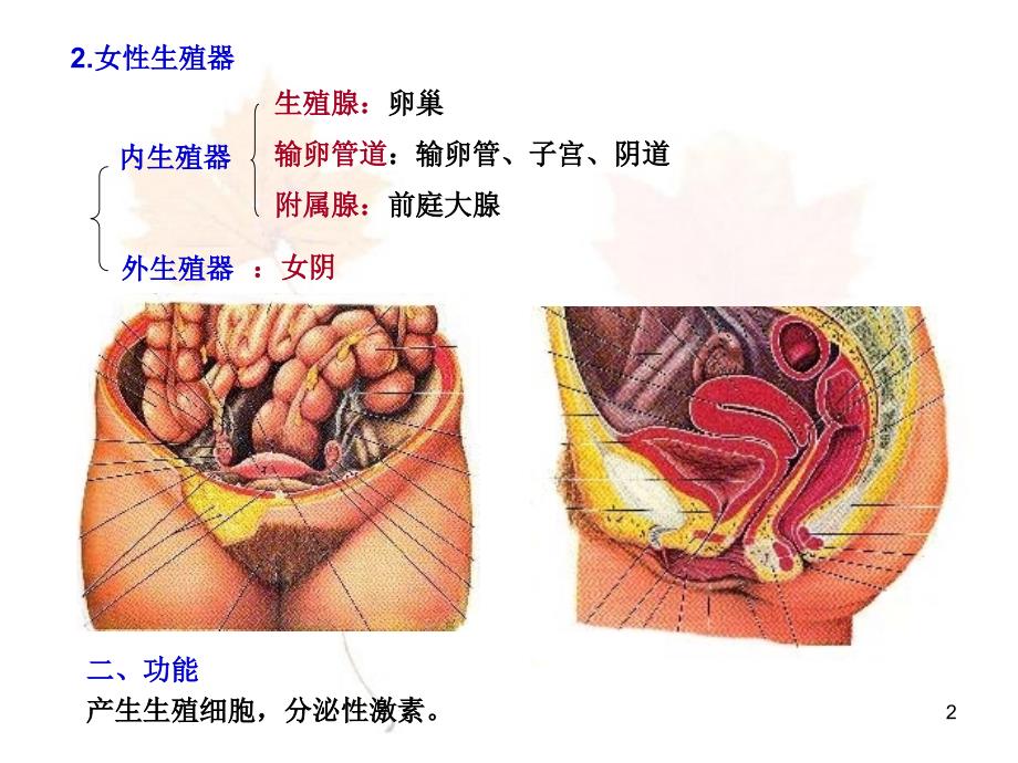 生殖系统资料PPT课件_第2页