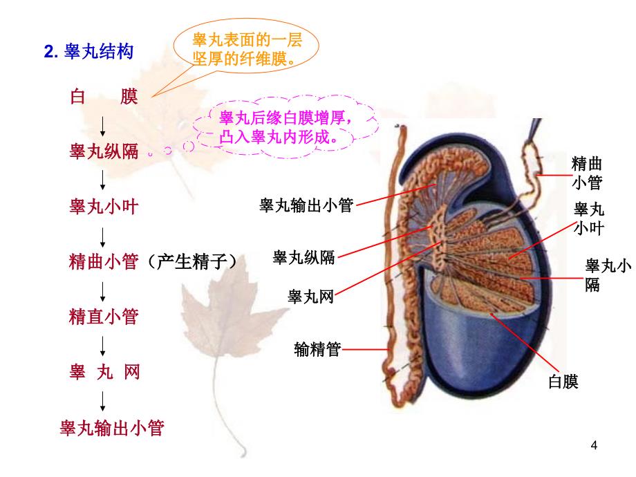 生殖系统资料PPT课件_第4页