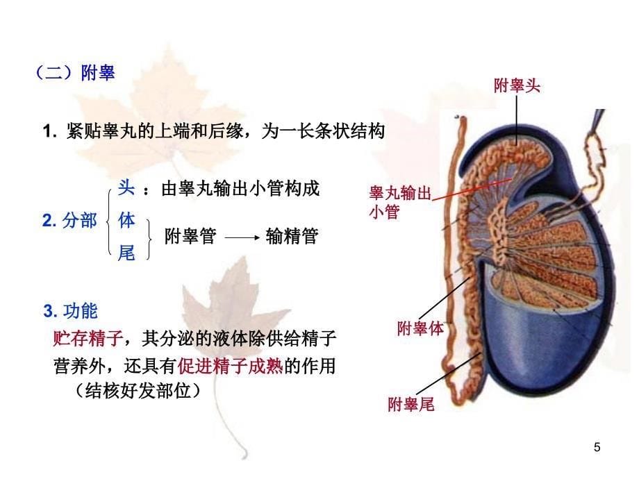 生殖系统资料PPT课件_第5页