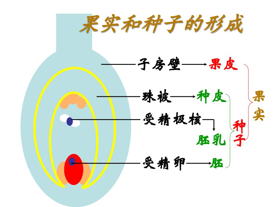 植物的生殖与发育复习课共张PPT_第3页