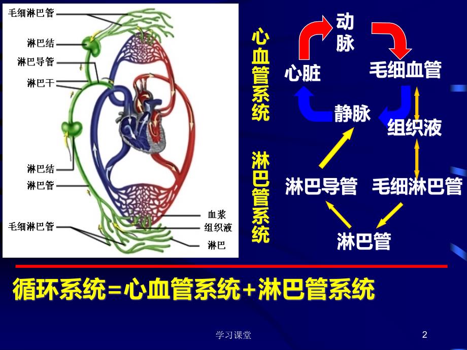 组织学与胚胎学课件-循环系统【课堂上课】_第2页