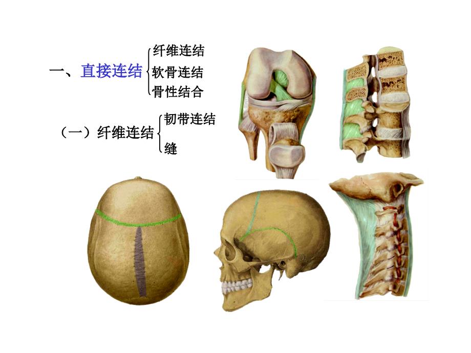 ok关节学总论和各论_第3页