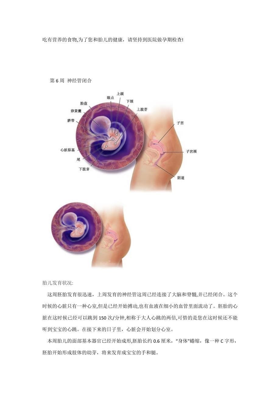 孕期胎儿发育与孕妇身体的变化_第5页