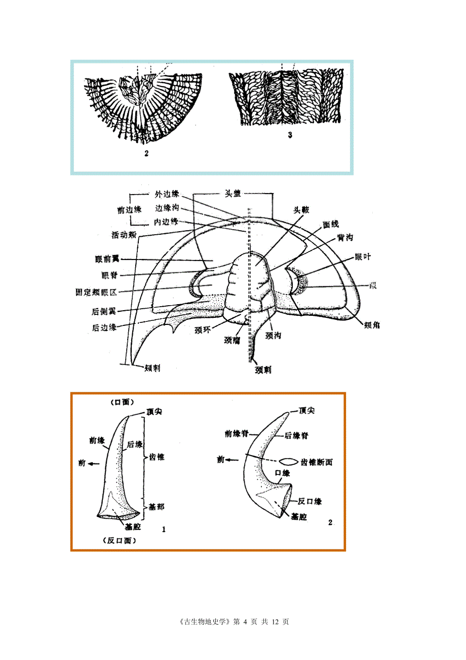 免财富值古生物地史学复习资料知识点总结5_第4页