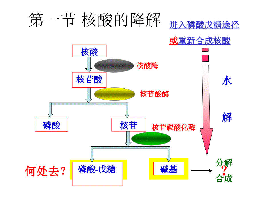 第九章核酸的降解和核苷酸的代谢_第2页