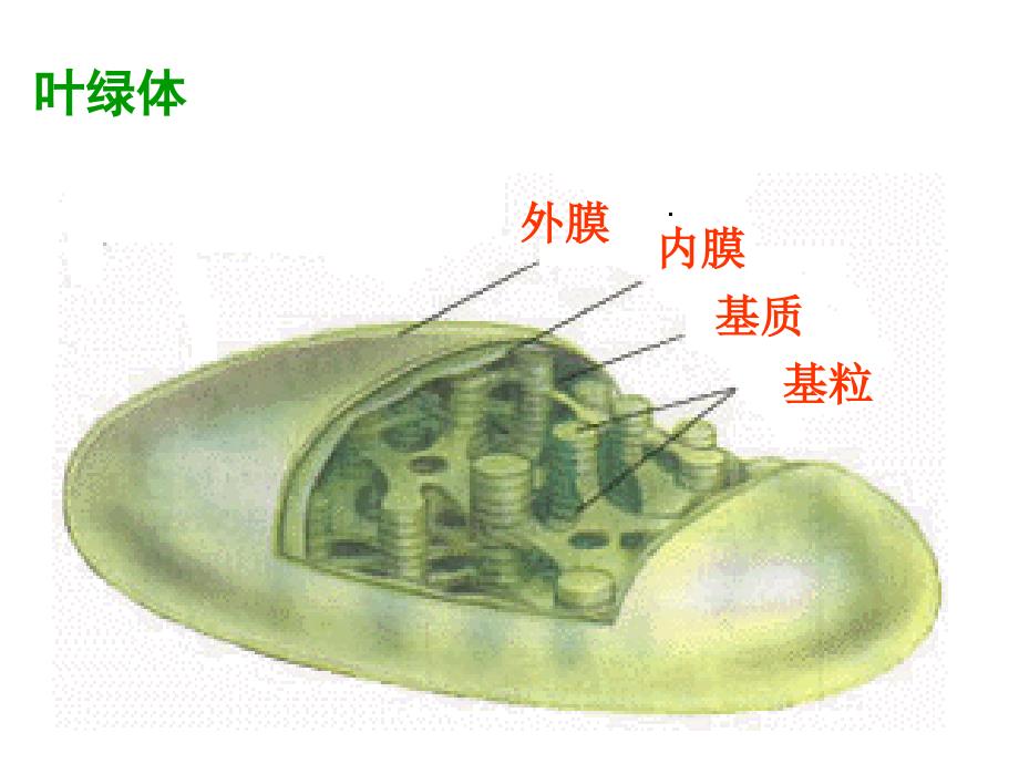 光合作用一捕获光能色素和结构_第2页