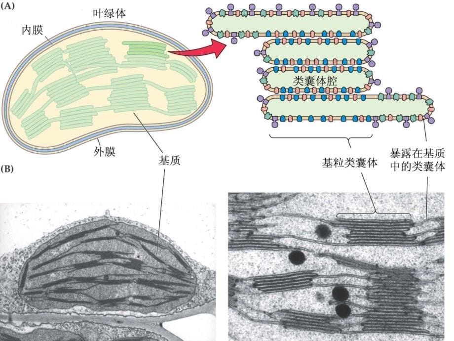 光合作用一捕获光能色素和结构_第5页