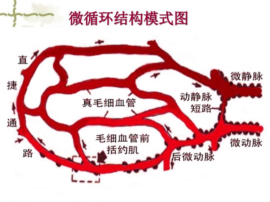 最新五章休克shockPPPT文档_第4页