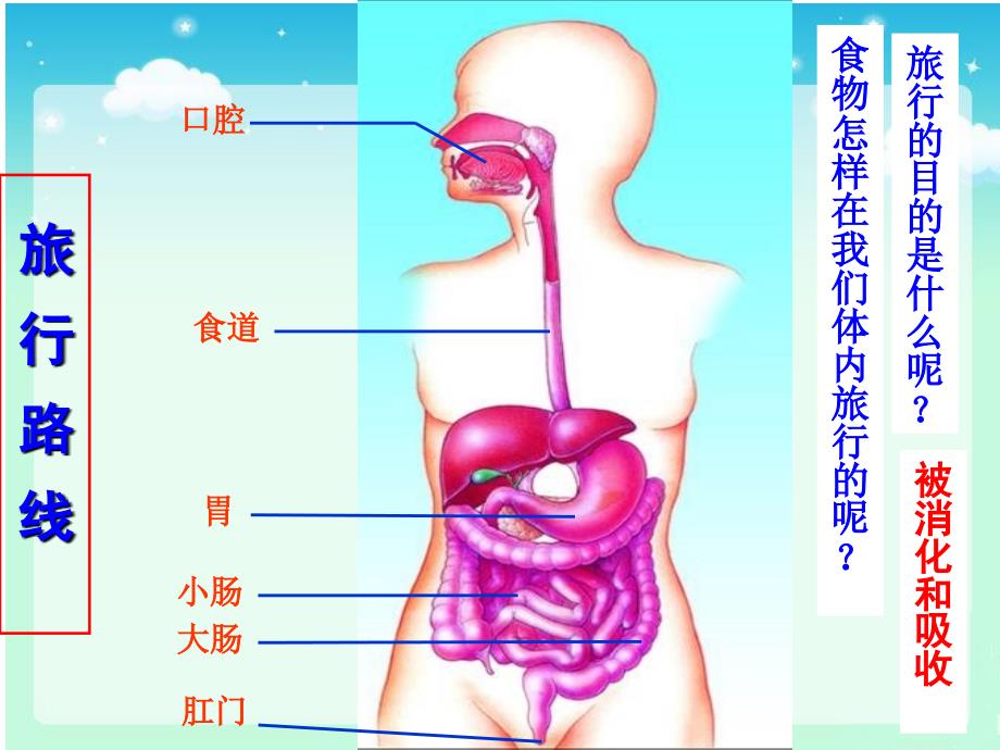 第二节《食物在口腔中的消化》课件_第2页