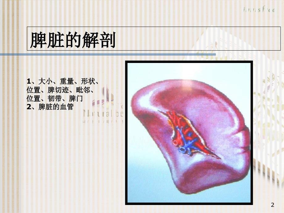 脾脏及脾脏疾病影像学表现共46页_第2页