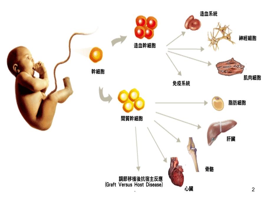 抗衰老项目优秀课件_第2页