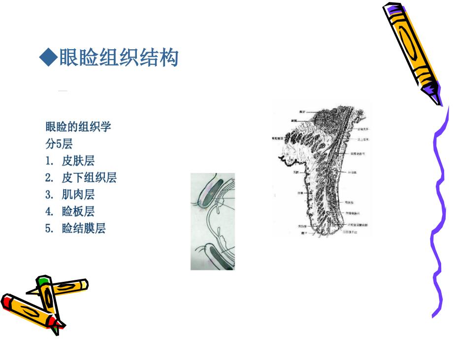 麦粒肿和霰粒肿_第2页