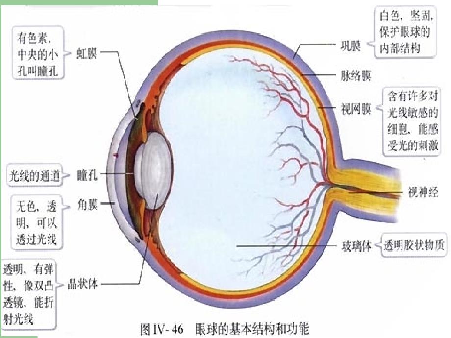 人体对外界环境的感知(复习).ppt_第4页