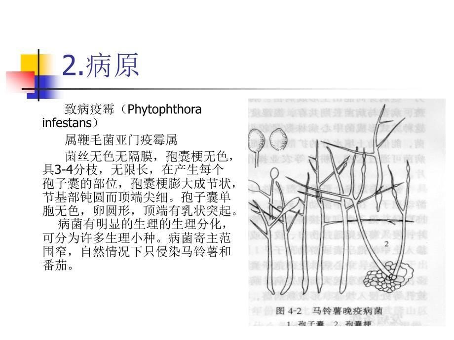 马铃薯晚疫病_第5页