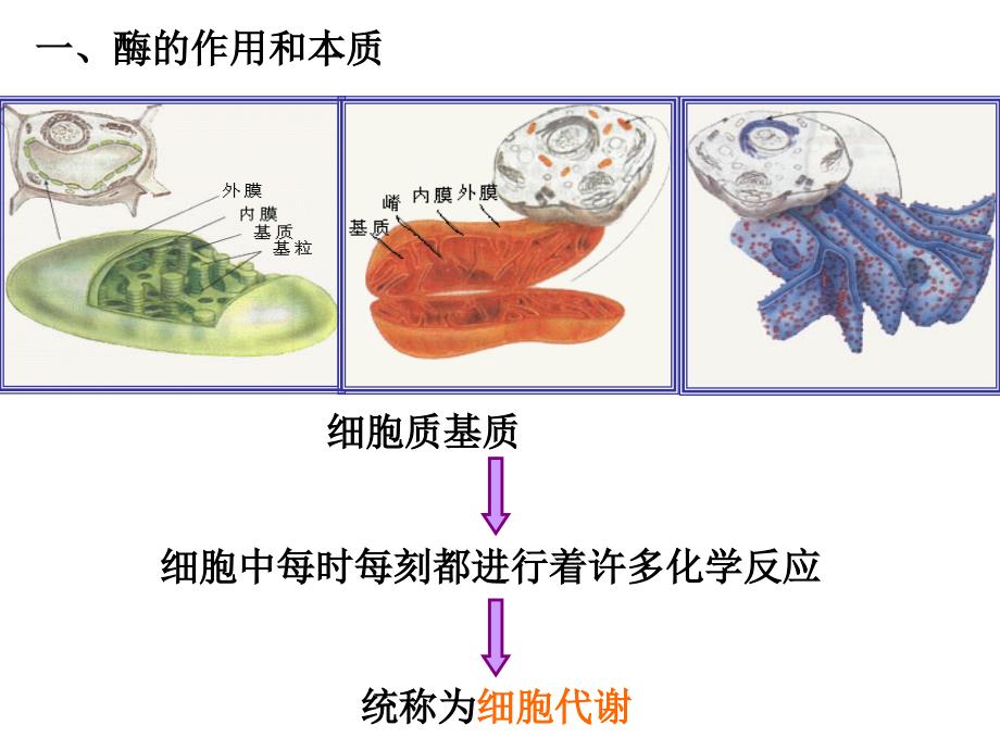 复习5-细胞的能量供应和利用课件_第2页