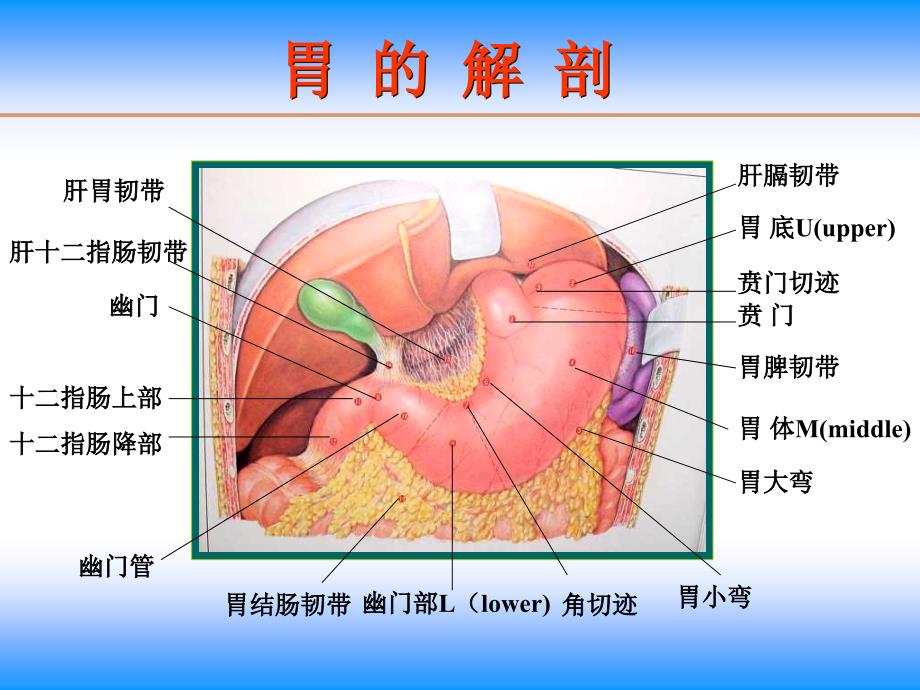 胃十二指肠疾病护理课件_第2页