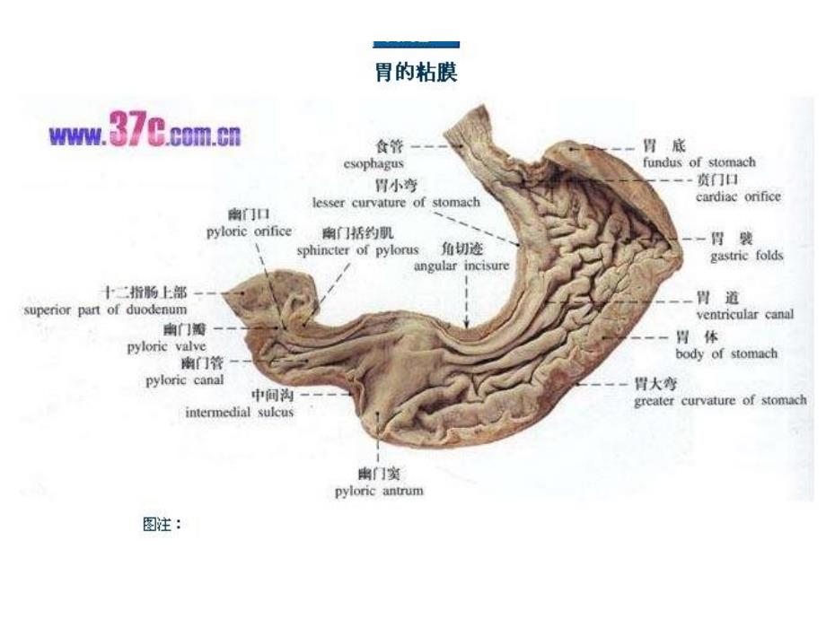 胃十二指肠疾病护理课件_第4页