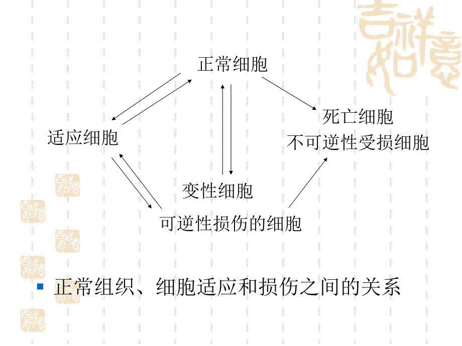 细胞和组织的适应_第3页