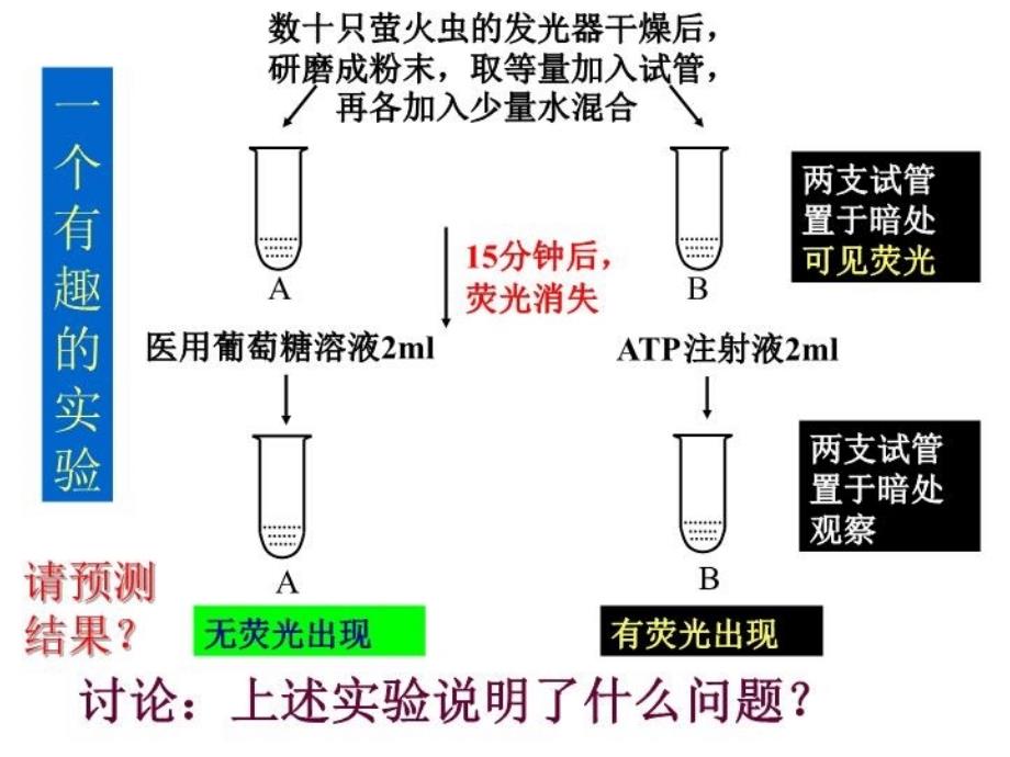 _细胞的能量通货——ATP_说课讲解_第4页