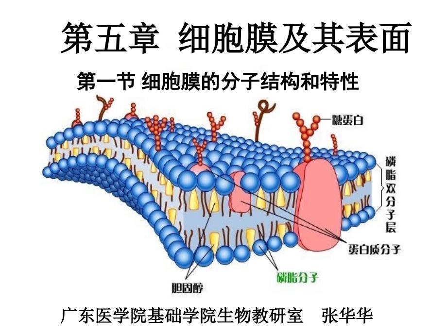 [临床医学]第五章细胞膜的结构_第1页