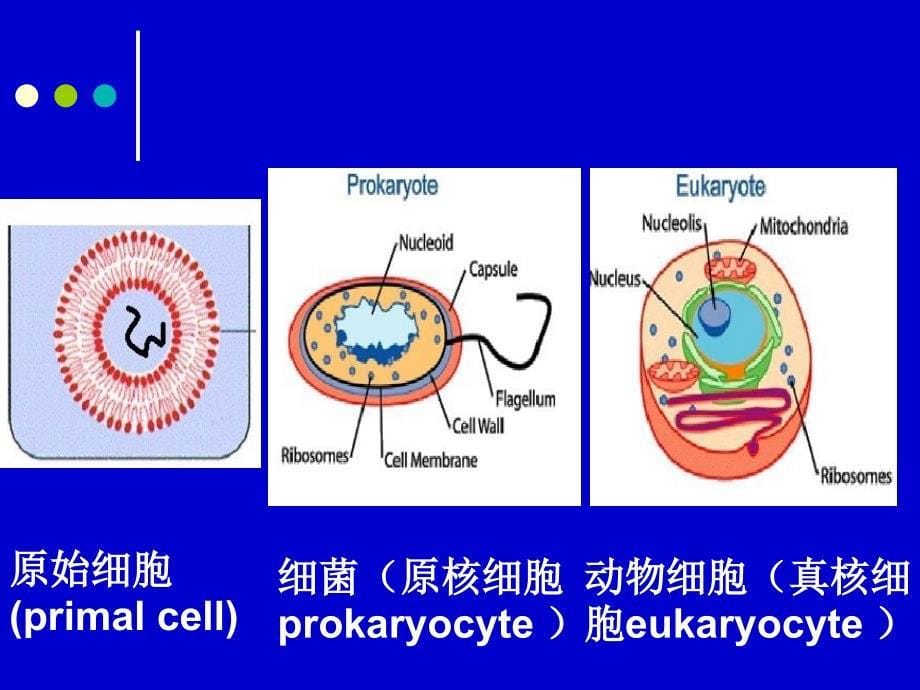 [临床医学]第五章细胞膜的结构_第5页